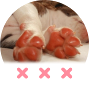 pink-paws-love